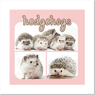 Pygmy Hedgehogs Posters and Art